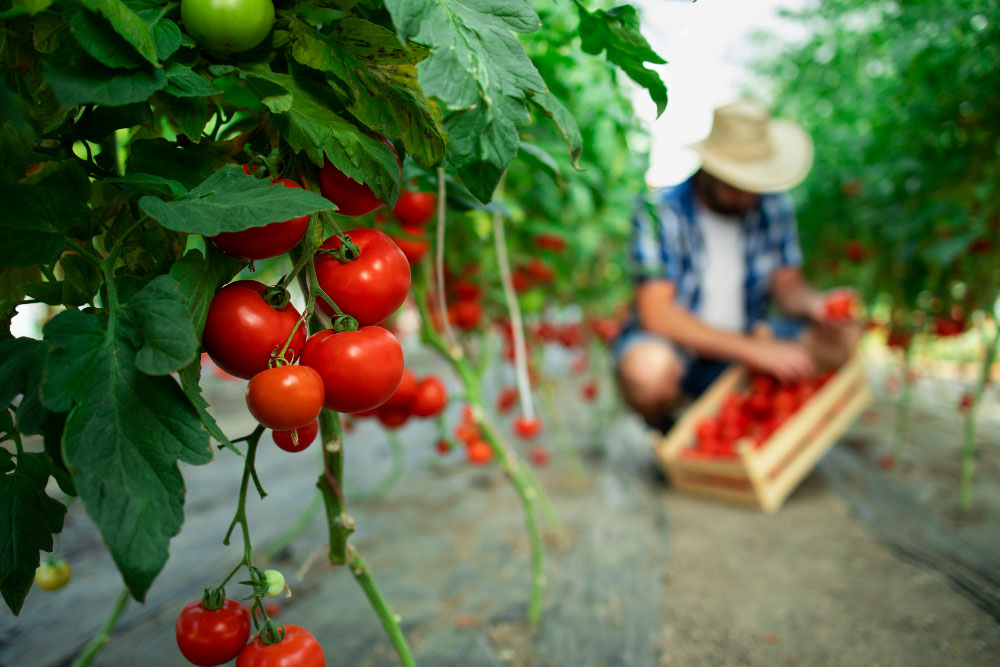 Agricultural Logistics